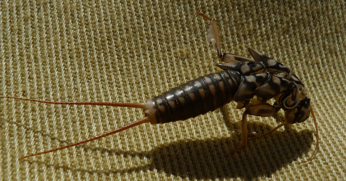 Nymph